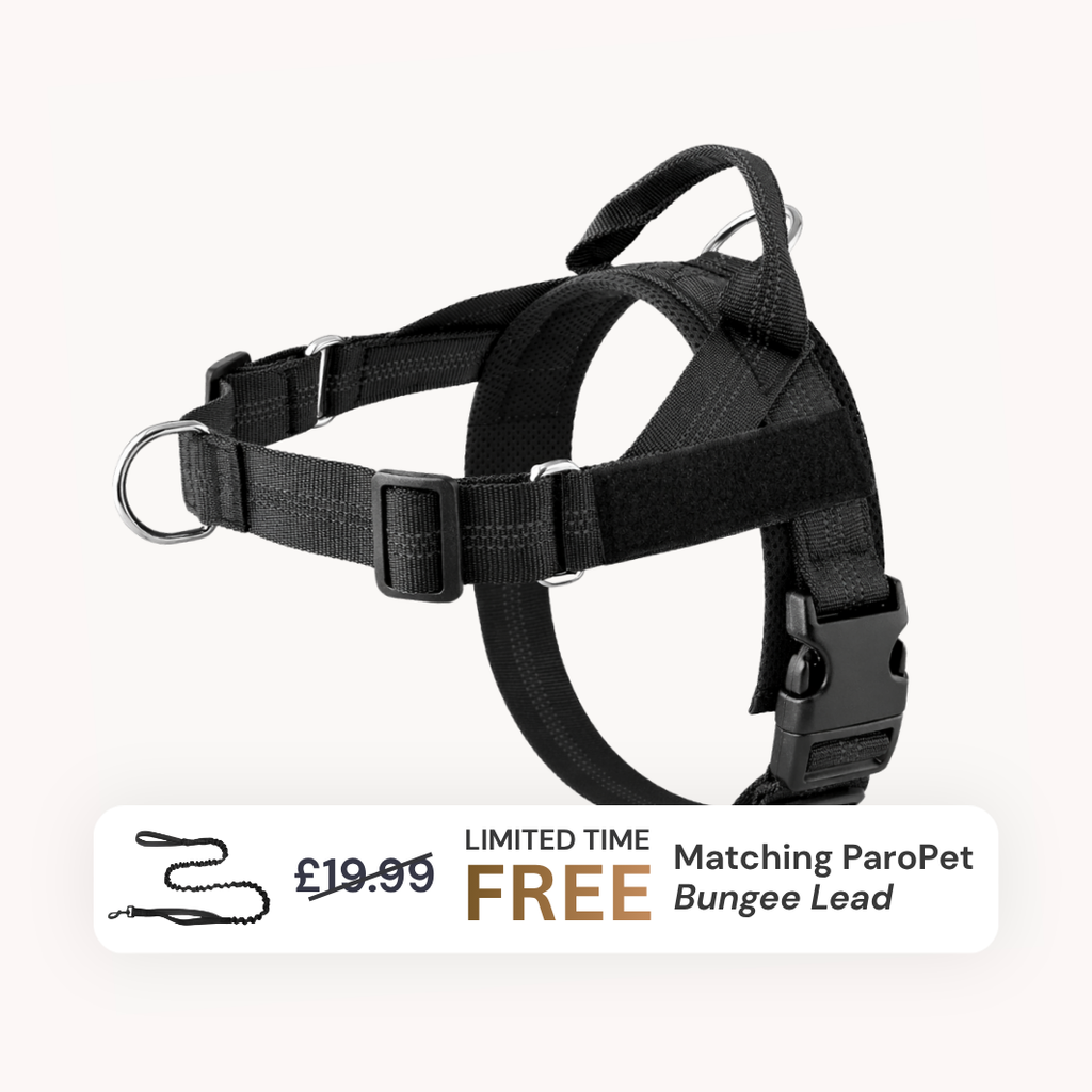 Extra No-Pull Harness & Free Bungee Lead